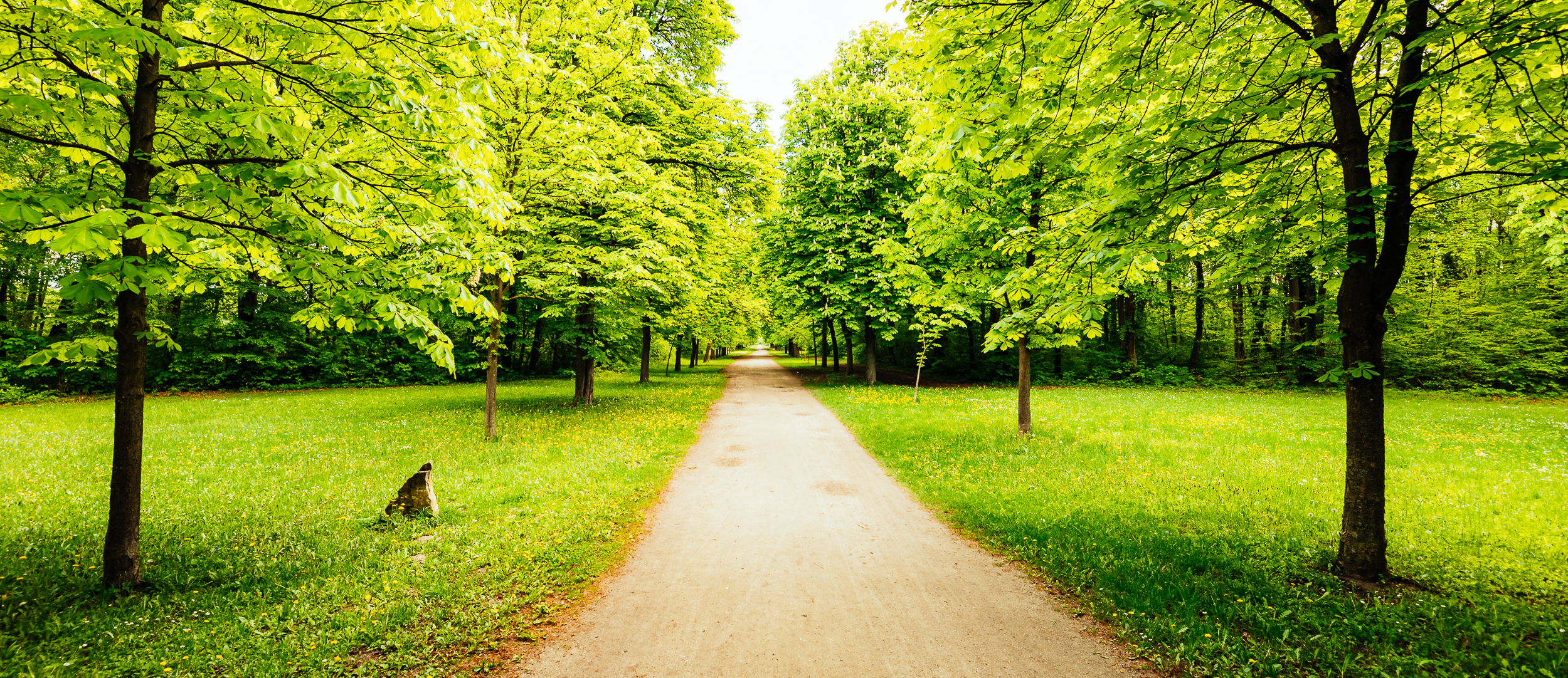 grüner Waldweg im Akademiepark 