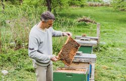 Mann betrachtet ein geöffnetes Bienenmagazin neben einem Bienenstock im Freien.