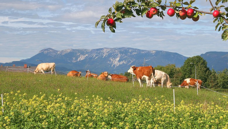 Kühe auf einer Weide mit Bergen im Hintergrund und einem Apfelbaum im Vordergrund.