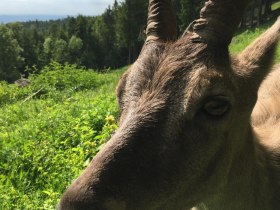Steingei&szlig;, &copy; Wiener Alpen in Nieder&ouml;sterreich - Schneeberg Hohe Wand